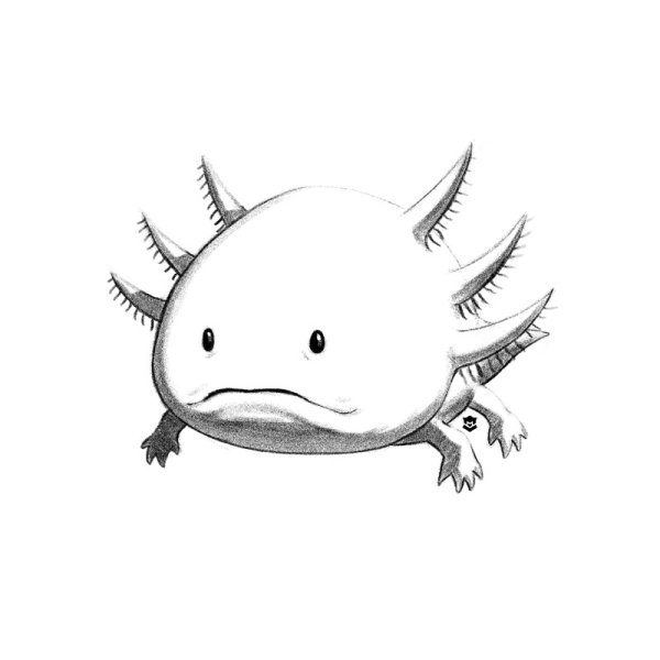 Аксолотль чёрно белый