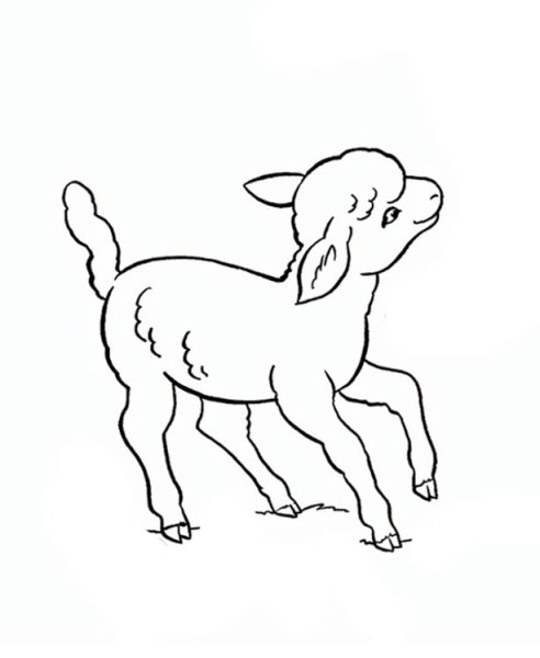 Козленок раскраска