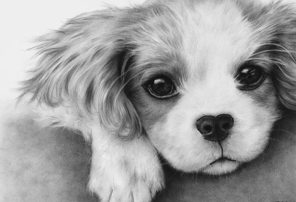 Красивые рисунки собачек