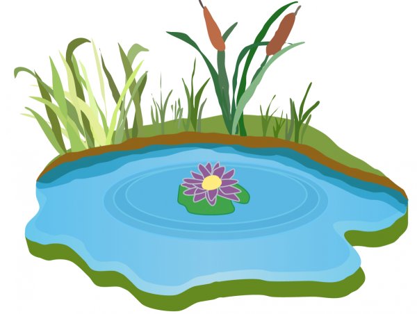 Пруд на белом фоне