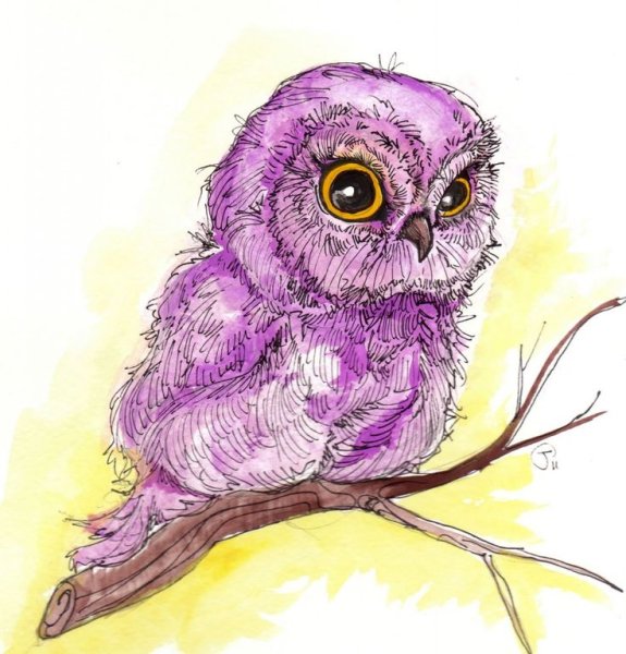 Красивые рисунки Совы