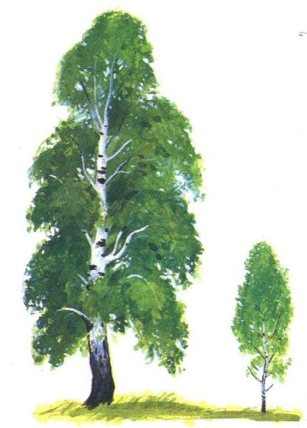 Высокое и низкое дерево