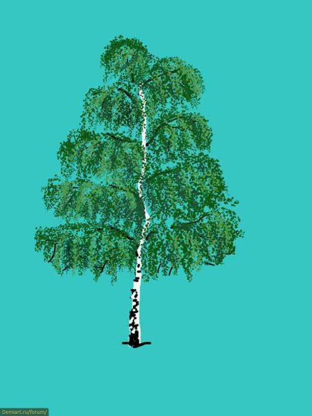 Береза рисунок