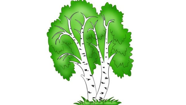 Береза на прозрачном фоне