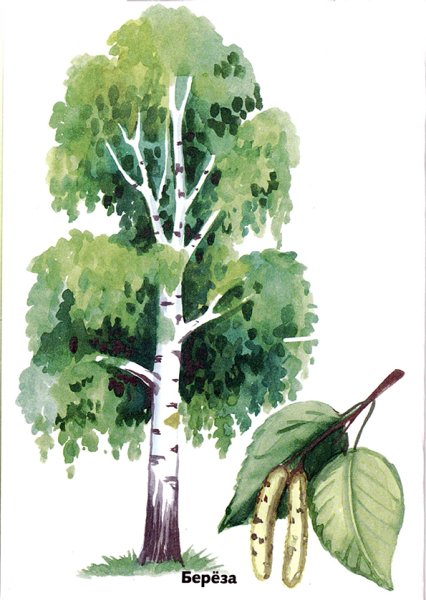 Листья деревьев береза