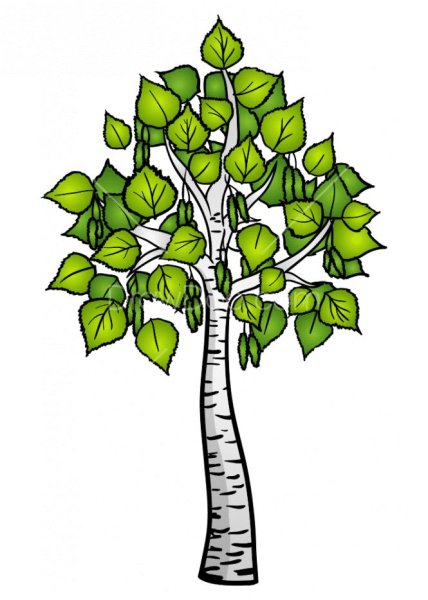 Береза для детей