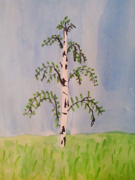 Береза рисунок