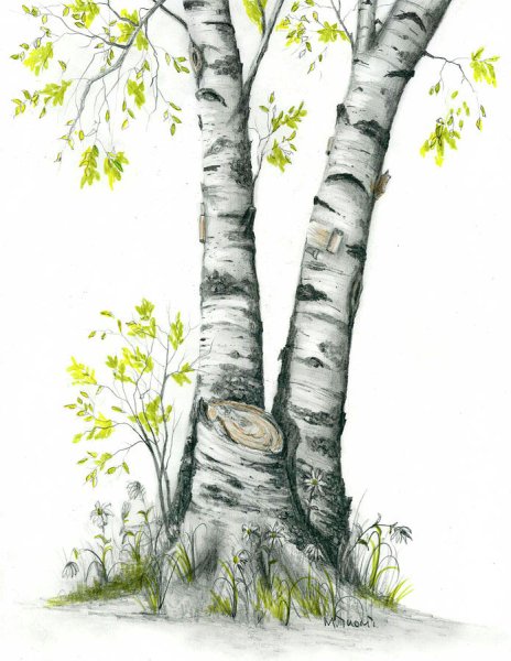 Береза контурная