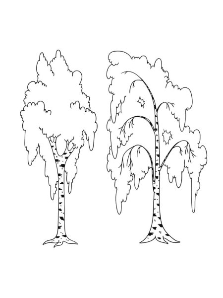 Береза карандашом