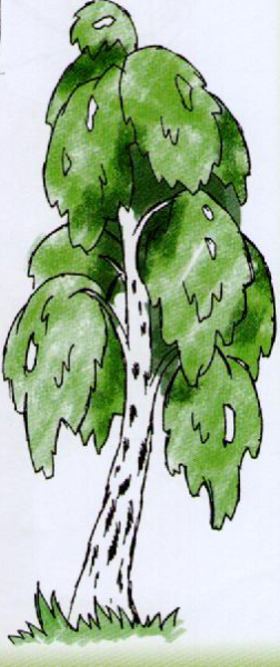 Одинокая Березка рисунок