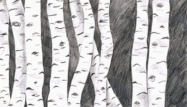 Рисование березы