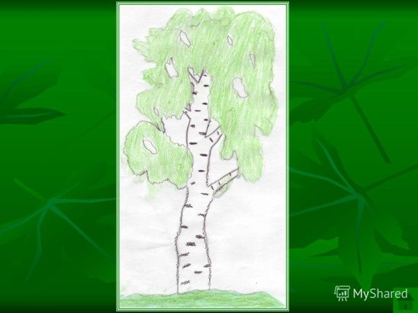 Береза раскраска