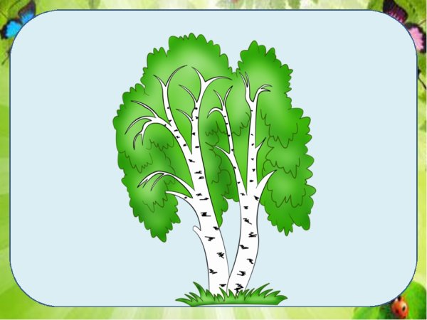 Береза высокая и низкая