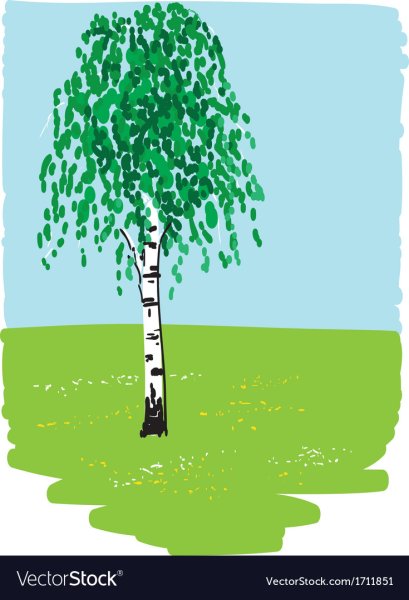 Ствол березы без листьев