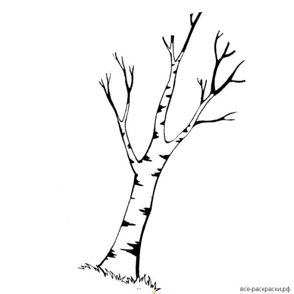 Графическое изображение березы