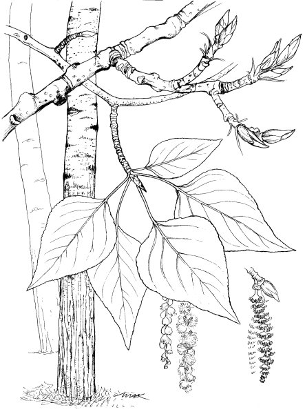 Разукрашка береза