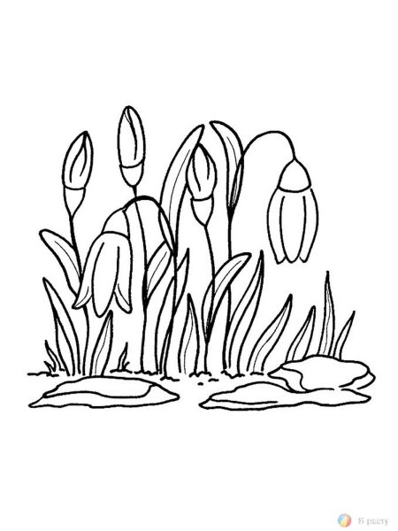 Подснежники раскраска для детей