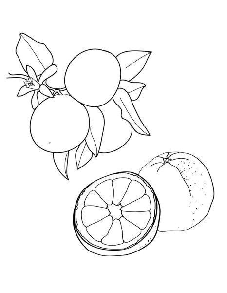 Раскраска цитрусовые