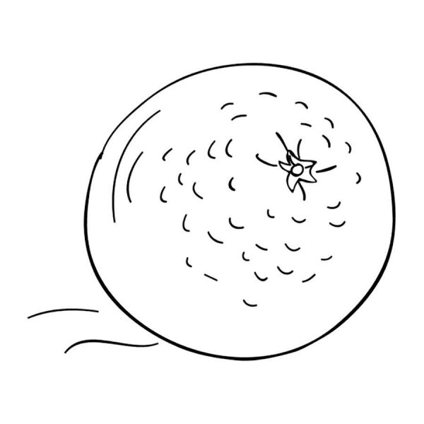 Апельсин вектор