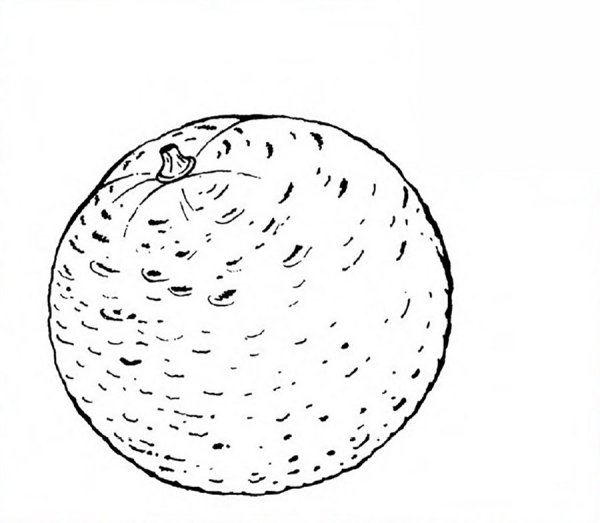 Натюрморт раскраска с апельсинами