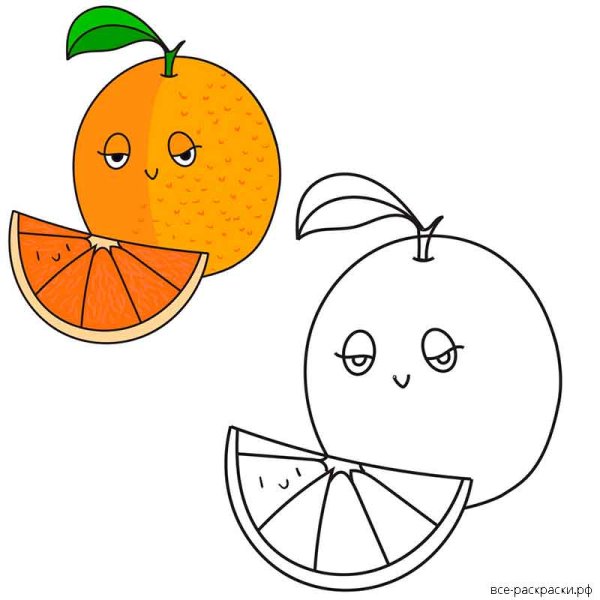 Ветка апельсина вектор
