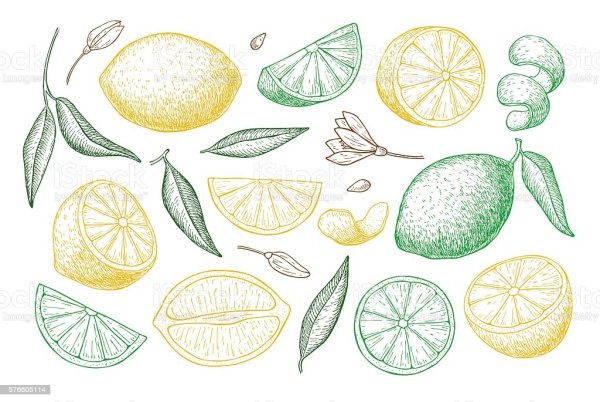 Нарисованные контуром лимоны