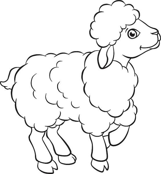 Овца и ягненок раскраска для детей