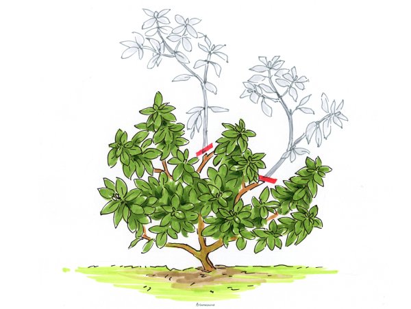 Рододендрон схема посадки