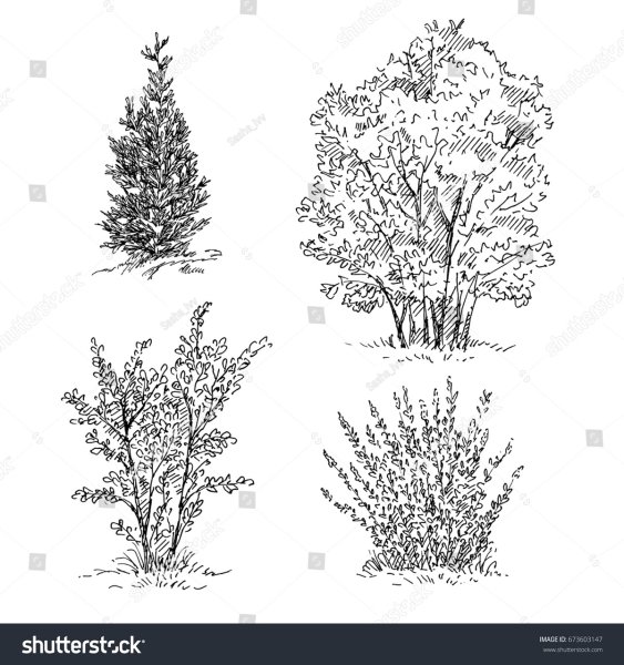 Рисунки карандашом деревьев и кустарников
