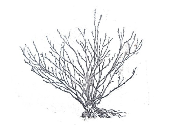 Куст смородины рисунок