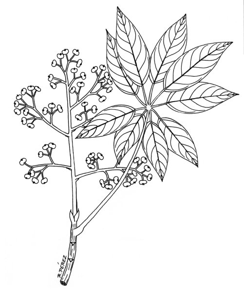 Лёгкий рисунок куста