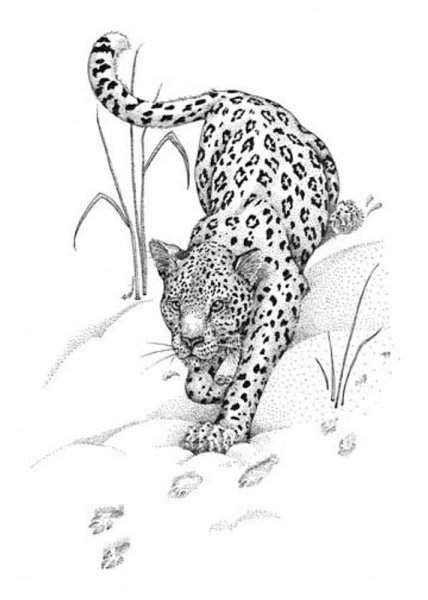 Рисование леопарда для детей