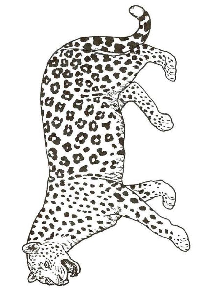 Леопард карандашом