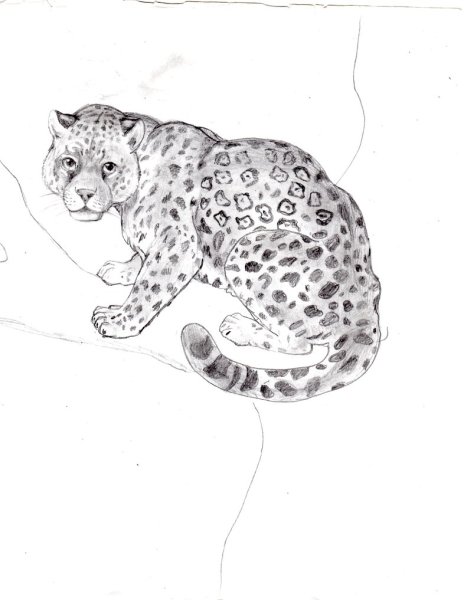 Раскраска. Ягуар