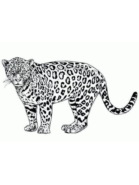Дальневосточный Амурский леопард рисунок