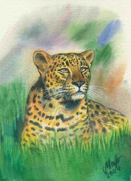 Гепард раскраска для детей