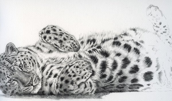 Рисунки для срисовки карандашом животные милые