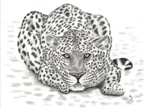 Раскраска леопард маленький