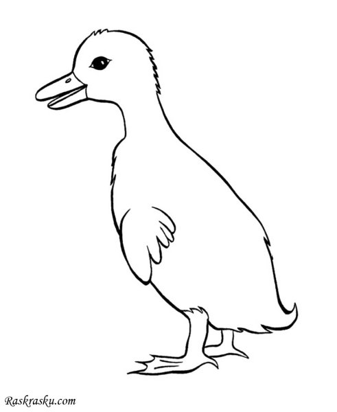 Гусенок раскраска для детей