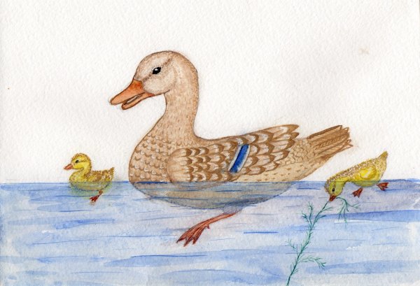 Рисование утки