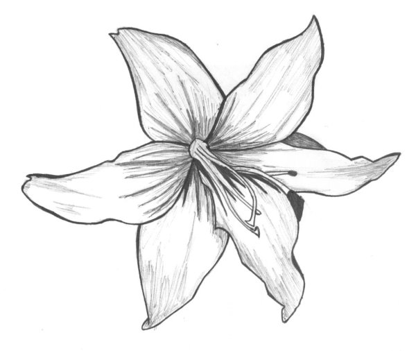 Букет лилий для срисовки