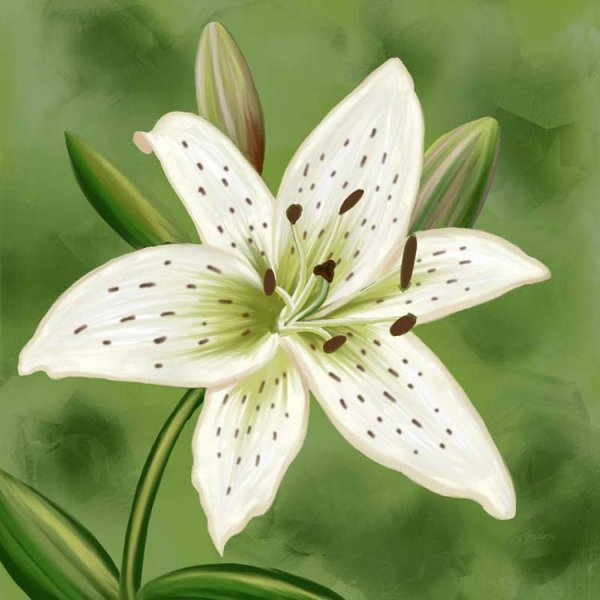 Лилия рисунок