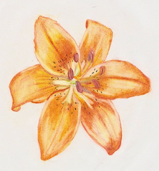 Лилия рисунок