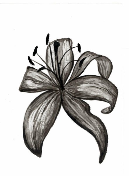 Черная Лилия карандашом