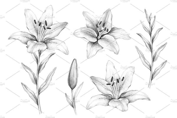 Лилия бутон карандашом
