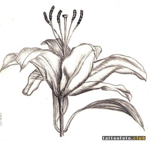 Цветы карандашом лилии