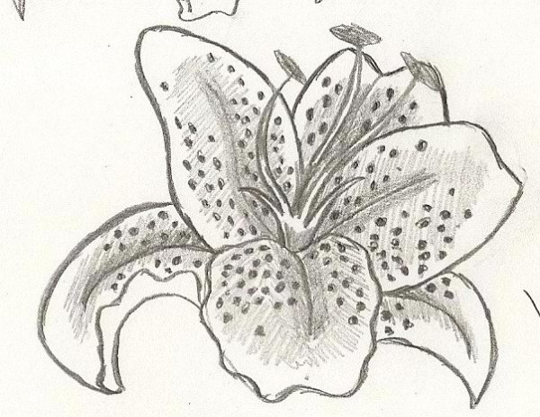 КРИН Лилия рисунок