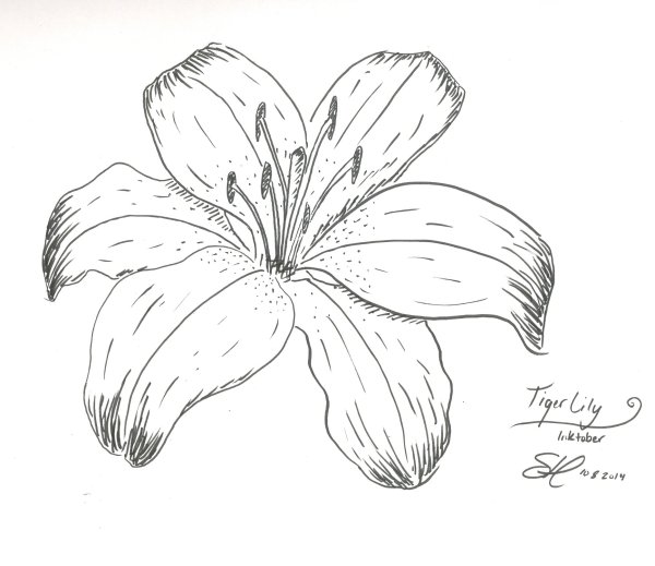 Цветы карандашом лилии