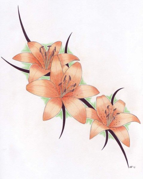 Тигровые лилии рисунок