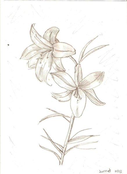 Схема рисования лилии